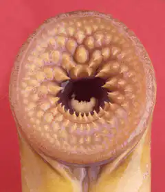 lamprey mouth smoking a cigarette