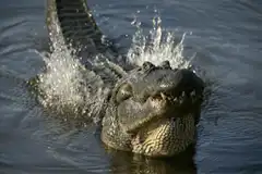 alligator splashing in water