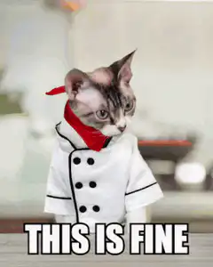 This is Fine cat in chef outfit