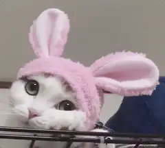 Cat in pink bunny ears
