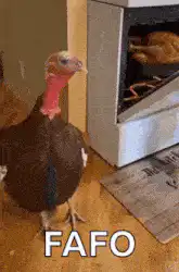 Turkey looking at roasted chicken FAFO