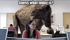 Camel in office hump day