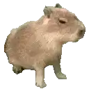 Capybara standing still