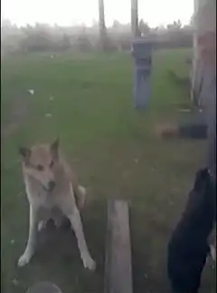 man shakes dog's paw