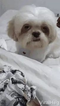 White Dog Showing Teeth