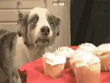 Dog staring at cupcakes