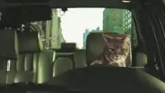 cat driving car