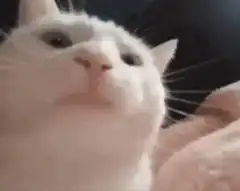 White cat looking up and closing eyes