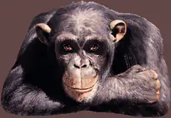 Chimpanzee winking and giving thumbs up