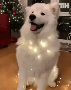 Happy white dog with Christmas lights