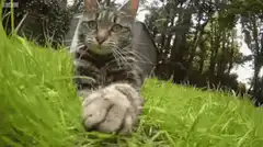 cat reaching paw at camera in grass