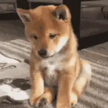 Shiba Inu puppy head tilt
