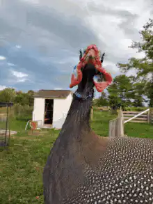 Guinea fowl head bobbing