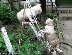 Two cats on a ladder