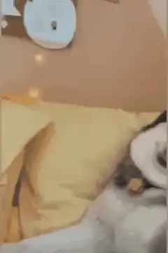 Husky dog smiling with tongue out