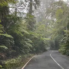 foggy road through lush green forest