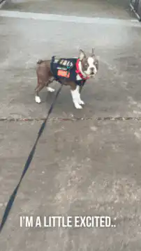 Excited dog on leash