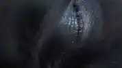 Close up of a black dog's eye opening