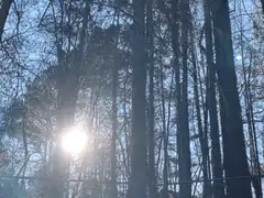 Sun shining through tall trees