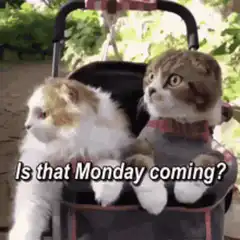 Two cats in a stroller hiding from Monday