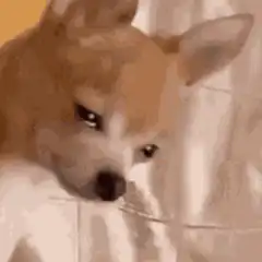 Sad dog looking down