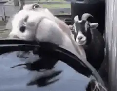 Goat licking car window