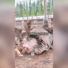 Ostrich eating an egg