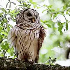 Owl blinking on a tree branch