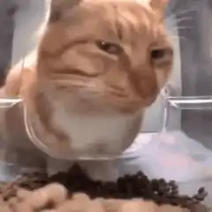 judgy cat in cone