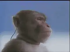 Monkey with earpiece looking up