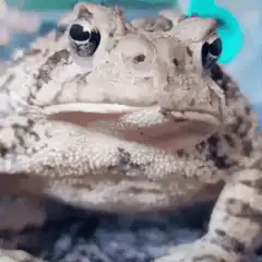Toad blinking and looking around