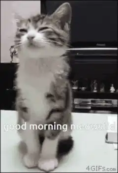 Good morning meowstic cat