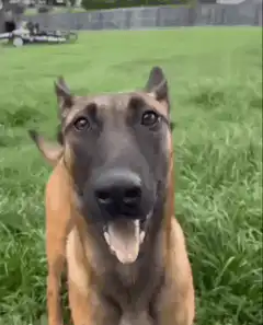 Malinois dog making funny faces