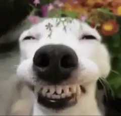 Dog with flowers smiling