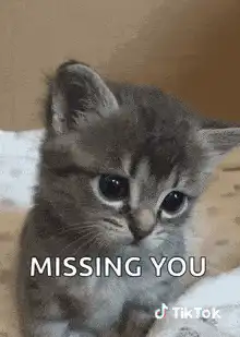 Sad kitten missing you