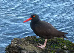 Black Oystercatcher on Rock