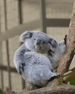 Koala scratching its head