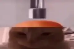 Cat with donut and frosting on head