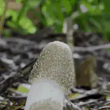 Phallic mushroom growing