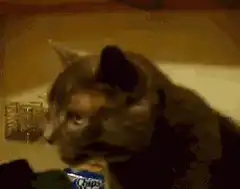 Cat licking lips and meowing