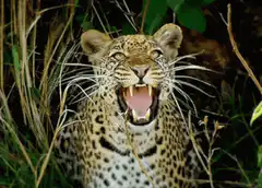 Leopard yawning in the wild