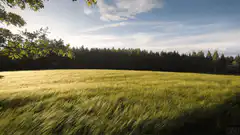 Wheat field blowing in the wind