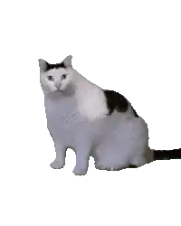 Sitting white and black cat