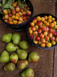 Buckets of plums and pears on ground