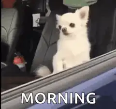 Two chihuahuas in a car window