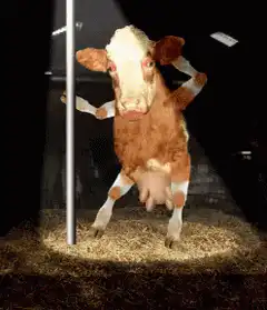 pole dancing cow