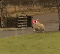 sheep running with devil eyes
