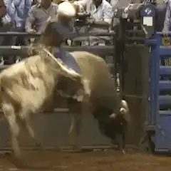 Bull rider gets bucked off