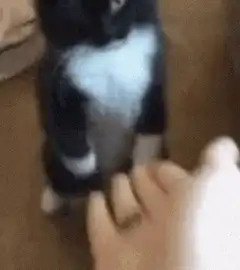 kitten plays with hand