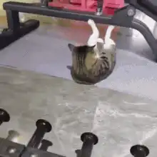 Cat doing situps on exercise mat